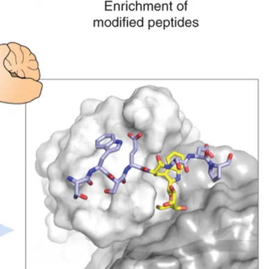 Tryptophan Quantitative